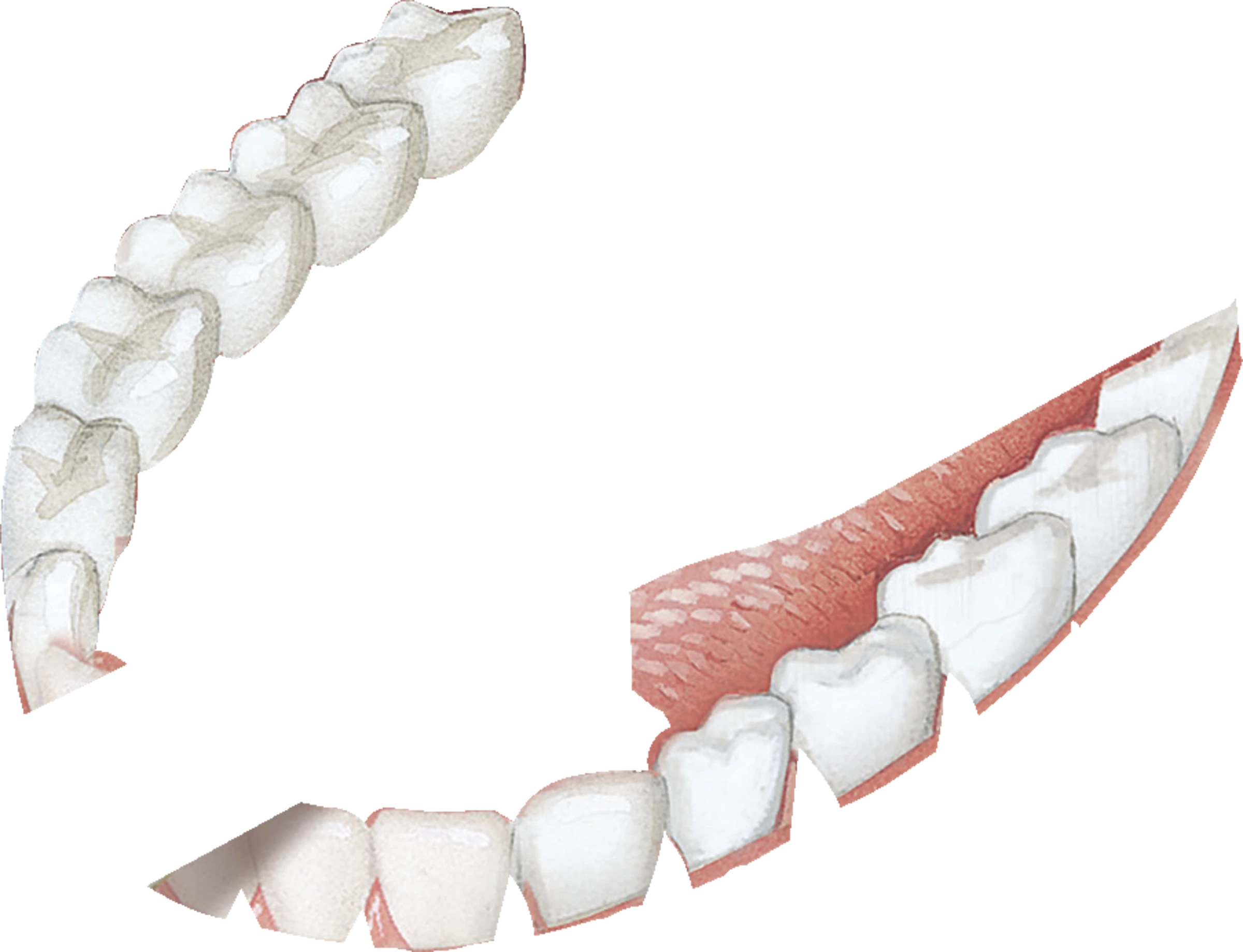 GUM® HaliControl® Zungenreiniger 3 GUM® HaliControl® Zungenreiniger – Bild 3