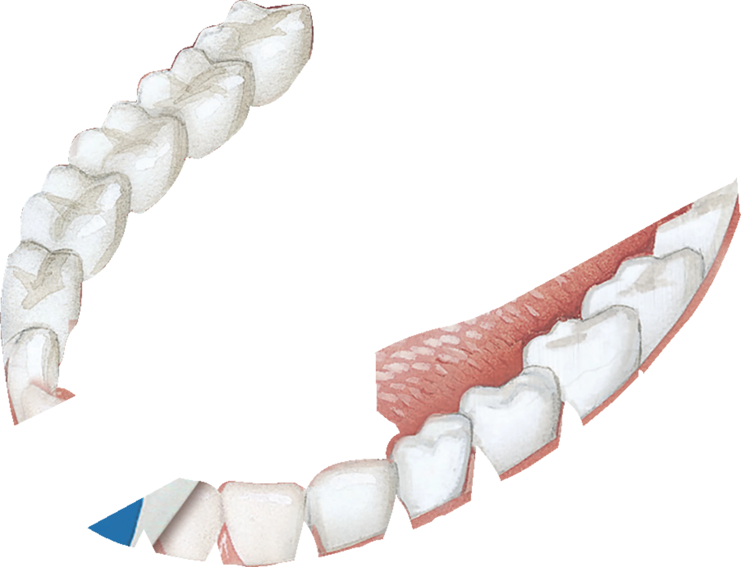GUM® HaliControl® Zungenreiniger 4 GUM® HaliControl® Zungenreiniger – Bild 4