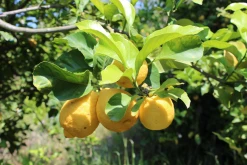 Weleda Citrus 24 H Deo Spray -NIVEA SHOP MAM 7460083 SHOP IMAGE 1.4