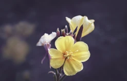 Weleda Nachtkerze Festigende Tagespflege -NIVEA SHOP MAM 7460294 SHOP IMAGE 1.4