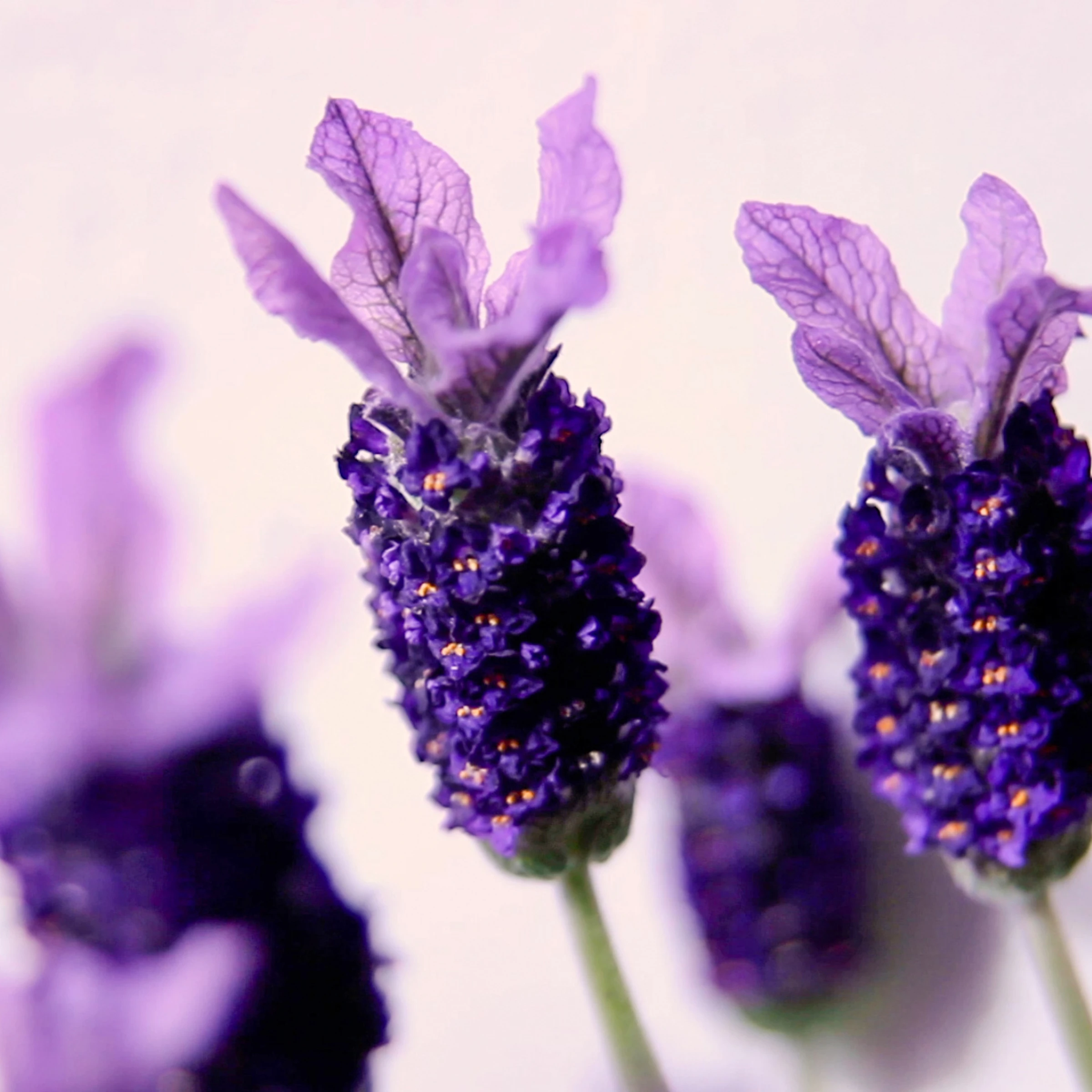SAUSE SEIFENBRAUSE Schaumseife Lavendel Zitronengras Tabletten 5 SAUSE SEIFENBRAUSE Schaumseife Lavendel Zitronengras Tabletten – Bild 5